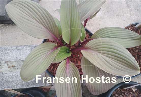 Hosta Bloodline